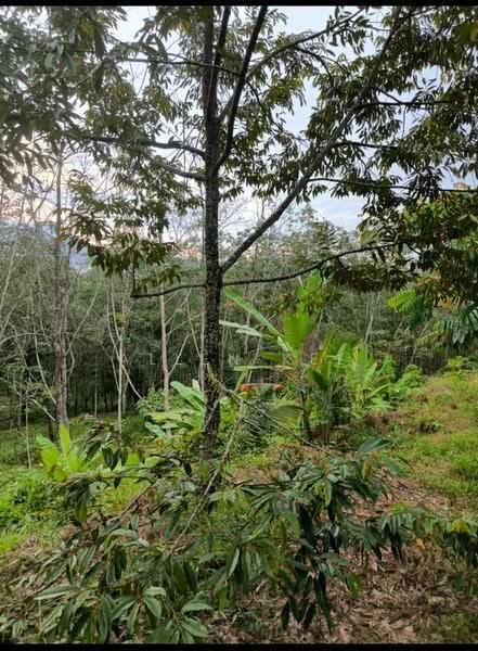 Agricultural Land for Sale in Segamat (Johor) - Allen Kee - PropertyGuru.com.my