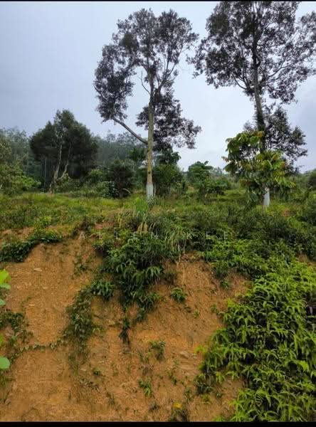 Agricultural Land for Sale in Segamat (Johor) - Allen Kee - PropertyGuru.com.my
