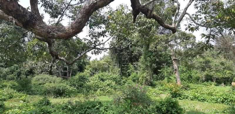 Tanah Pertanian untuk Dijual di Kampung Sungai Buah (Dengkil) - Hartini Binti Ismail - PropertyGuru.com.my