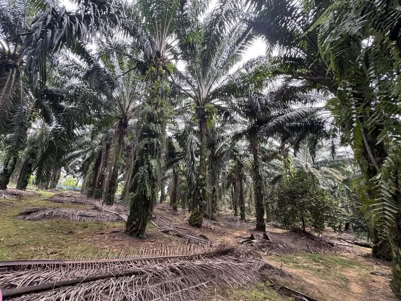 Agricultural Land for Sale in Kangkar Pulai (Skudai) - Susi Tjhang - PropertyGuru.com.my