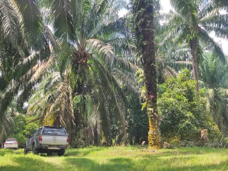 Agricultural Land for Sale in Ipoh (Perak) - Ck Nyau - Exterior - PropertyGuru.com.my