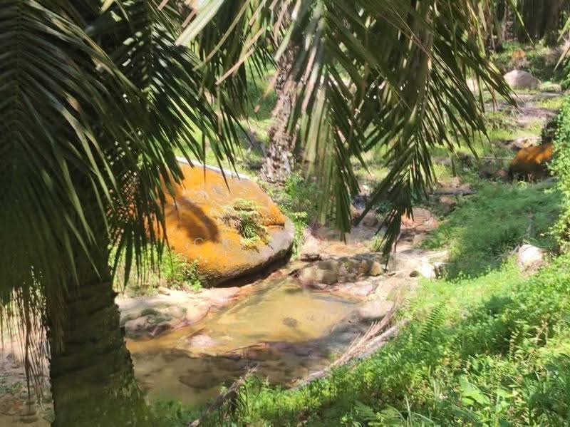 Agricultural Land for Sale in Ipoh (Perak) - Ck Nyau - Garden - PropertyGuru.com.my