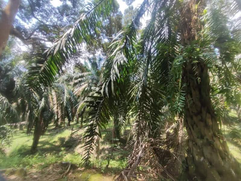 Agricultural Land for Sale in Ipoh (Perak) - Ck Nyau - Garden - PropertyGuru.com.my