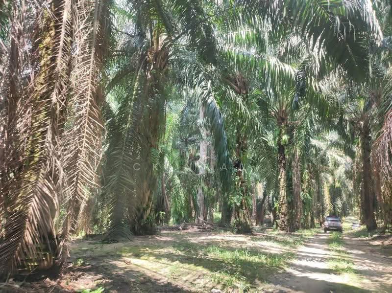 Agricultural Land for Sale in Ipoh (Perak) - Ck Nyau - Exterior - PropertyGuru.com.my