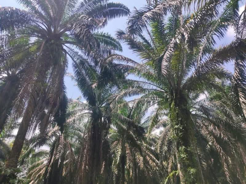 Agricultural Land for Sale in Ipoh (Perak) - Ck Nyau - Exterior - PropertyGuru.com.my