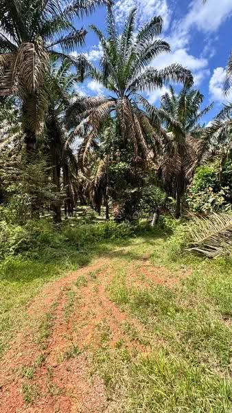 Agricultural Land for Sale in Layang Layang (Johor) - Winson Lim - Exterior - PropertyGuru.com.my