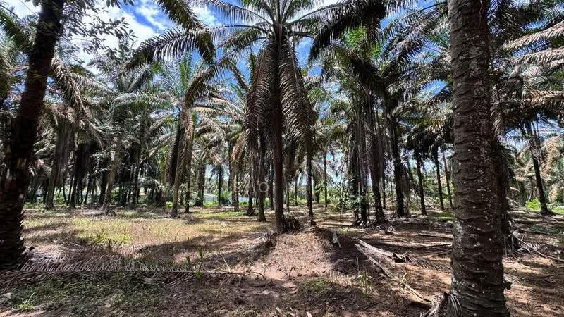 Agricultural Land for Sale in Layang Layang (Johor) - Winson Lim - Exterior - PropertyGuru.com.my