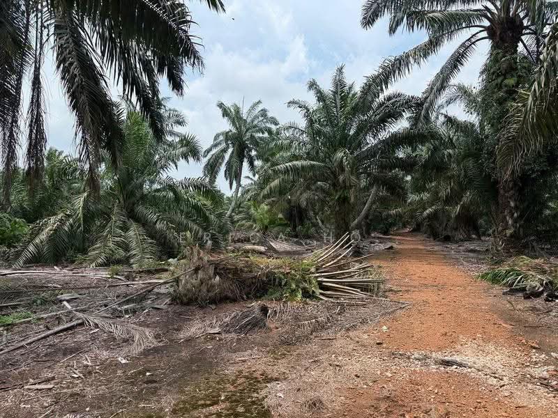 Tanah Pertanian untuk Dijual di Pontian (Johor) - Erica Ho - Exterior - PropertyGuru.com.my