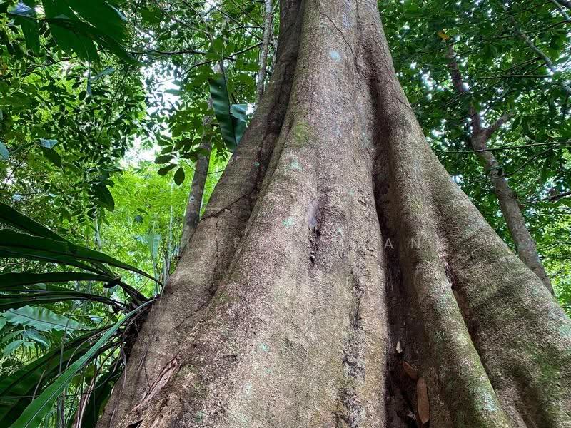 Tanah Pertanian untuk Dijual di Kuala Kubu Bharu (Selangor) - Kathreen Thang - Exterior - PropertyGuru.com.my