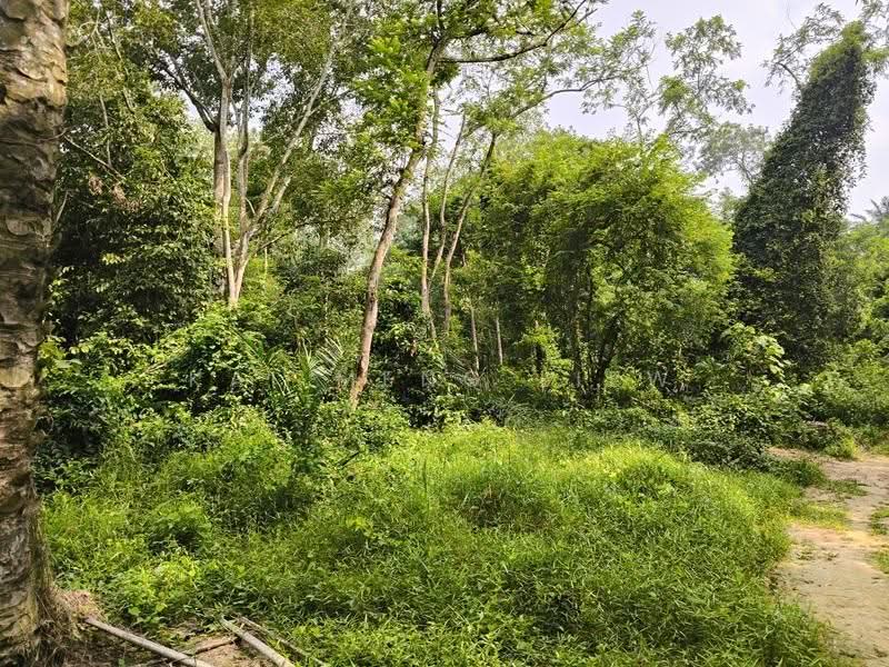Agricultural Land for Sale in Nibong Tebal (Penang) - Kai Meng Liew - Garden - PropertyGuru.com.my