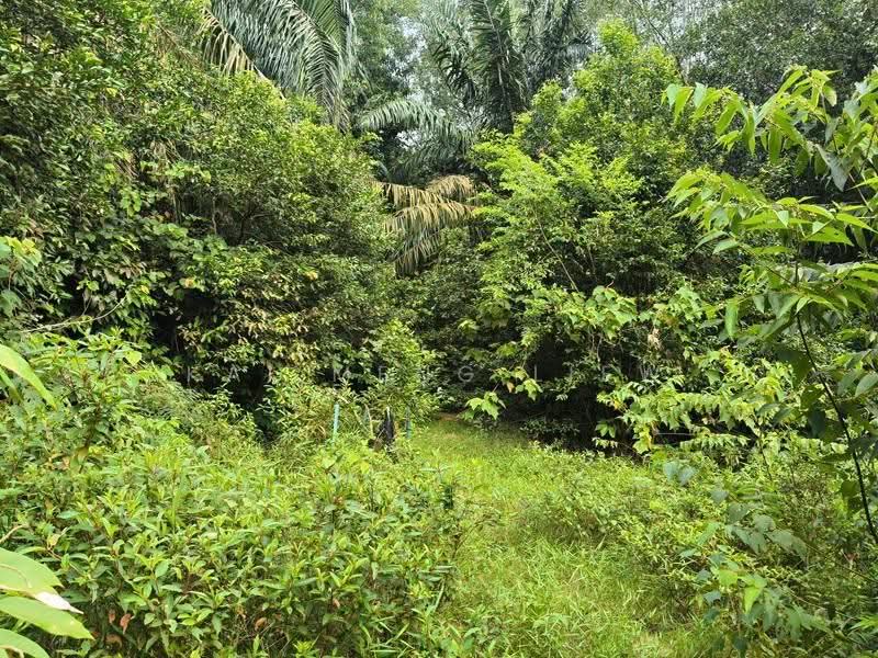 Agricultural Land for Sale in Nibong Tebal (Penang) - Kai Meng Liew - Garden - PropertyGuru.com.my