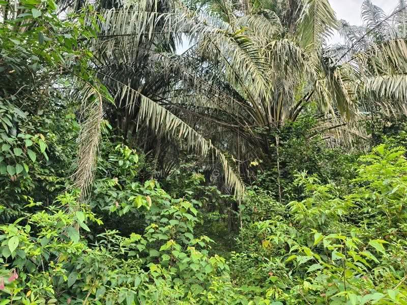 Agricultural Land for Sale in Nibong Tebal (Penang) - Kai Meng Liew - Exterior - PropertyGuru.com.my