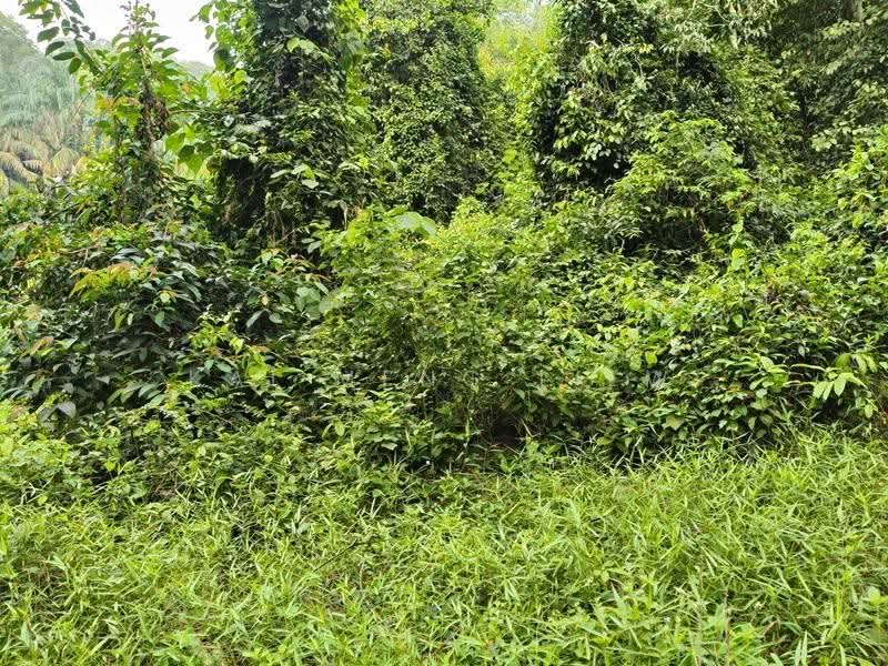Agricultural Land for Sale in Nibong Tebal (Penang) - Kai Meng Liew - Exterior - PropertyGuru.com.my