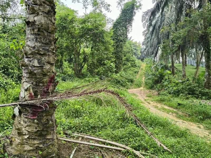 Agricultural Land for Sale in Nibong Tebal (Penang) - Kai Meng Liew - Exterior - PropertyGuru.com.my