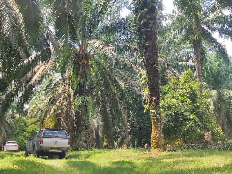 Agricultural Land for Sale in Pusing (Perak) - Tee Pony - Exterior - PropertyGuru.com.my