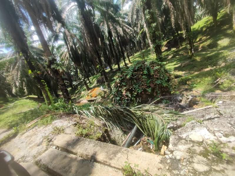 Agricultural Land for Sale in Pusing (Perak) - Tee Pony - Exterior - PropertyGuru.com.my