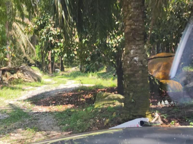 Agricultural Land for Sale in Pusing (Perak) - Tee Pony - Exterior - PropertyGuru.com.my