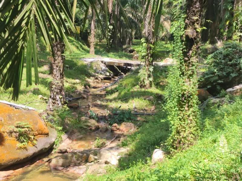 Agricultural Land for Sale in Pusing (Perak) - Tee Pony - Exterior - PropertyGuru.com.my