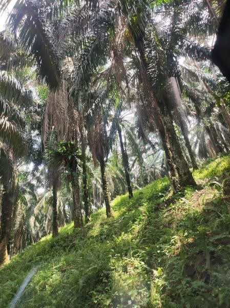 Agricultural Land for Sale in Pusing (Perak) - Tee Pony - Exterior - PropertyGuru.com.my