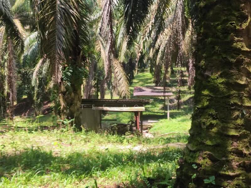 Agricultural Land for Sale in Pusing (Perak) - Tee Pony - Exterior - PropertyGuru.com.my
