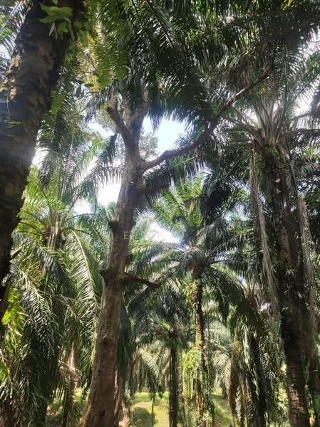 Agricultural Land for Sale in Pusing (Perak) - Tee Pony - PropertyGuru.com.my