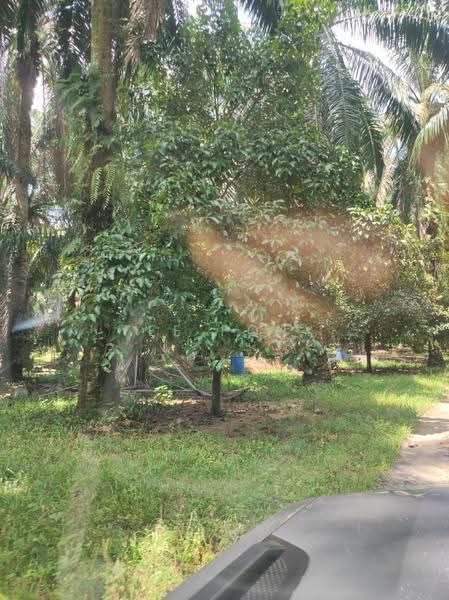 Agricultural Land for Sale in Pusing (Perak) - Tee Pony - Garden - PropertyGuru.com.my