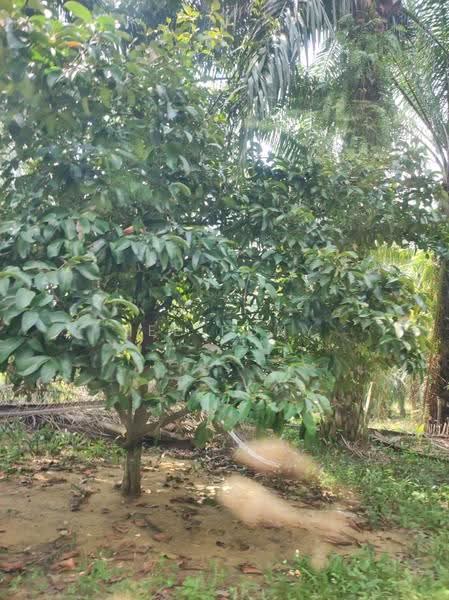 Agricultural Land for Sale in Pusing (Perak) - Tee Pony - Exterior - PropertyGuru.com.my