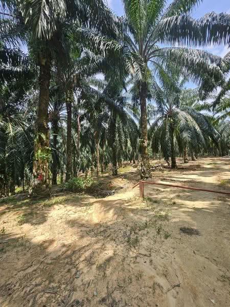 Agricultural Land for Sale in Pusing (Perak) - Tee Pony - PropertyGuru.com.my