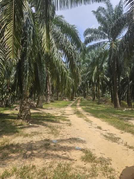 Agricultural Land for Sale in Pusing (Perak) - Tee Pony - PropertyGuru.com.my