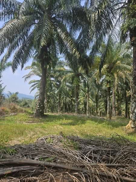 Agricultural Land for Sale in Pusing (Perak) - Tee Pony - PropertyGuru.com.my