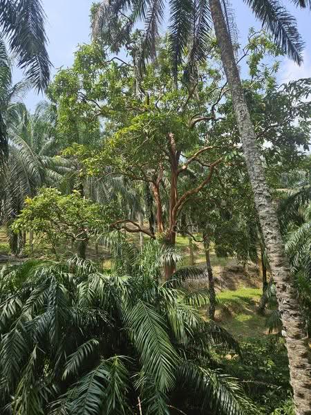Agricultural Land for Sale in Pusing (Perak) - Tee Pony - PropertyGuru.com.my