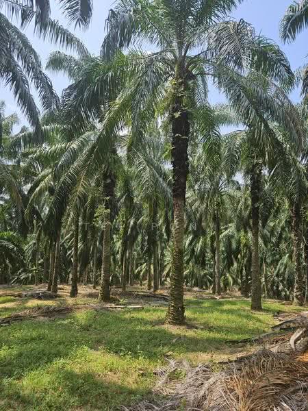 Agricultural Land for Sale in Pusing (Perak) - Tee Pony - PropertyGuru.com.my