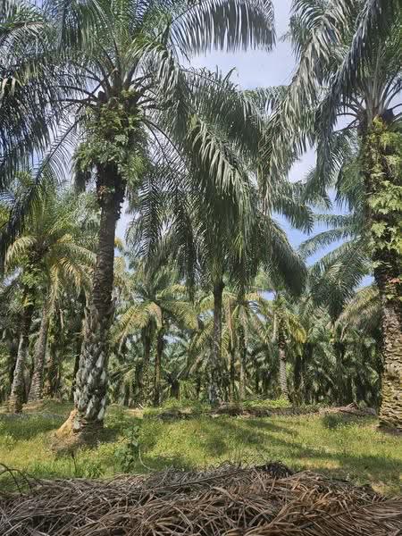 Agricultural Land for Sale in Pusing (Perak) - Tee Pony - PropertyGuru.com.my