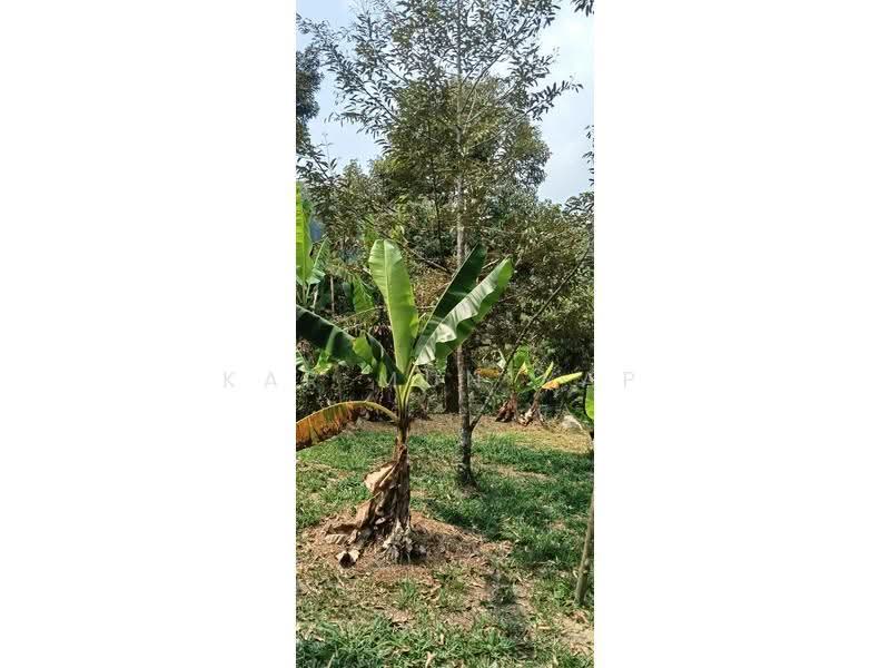 Tanah Pertanian untuk Dijual di Dengkil (Selangor) - Kar Mun Yap - Garden - PropertyGuru.com.my