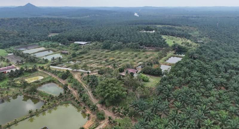 Tanah Pertanian untuk Dijual di Taman Mawai (Kota Tinggi) - K S Ong - PropertyGuru.com.my