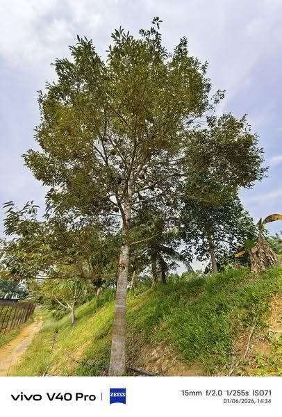 Tanah Pertanian untuk Dijual di Taman Mawai (Kota Tinggi) - K S Ong - PropertyGuru.com.my