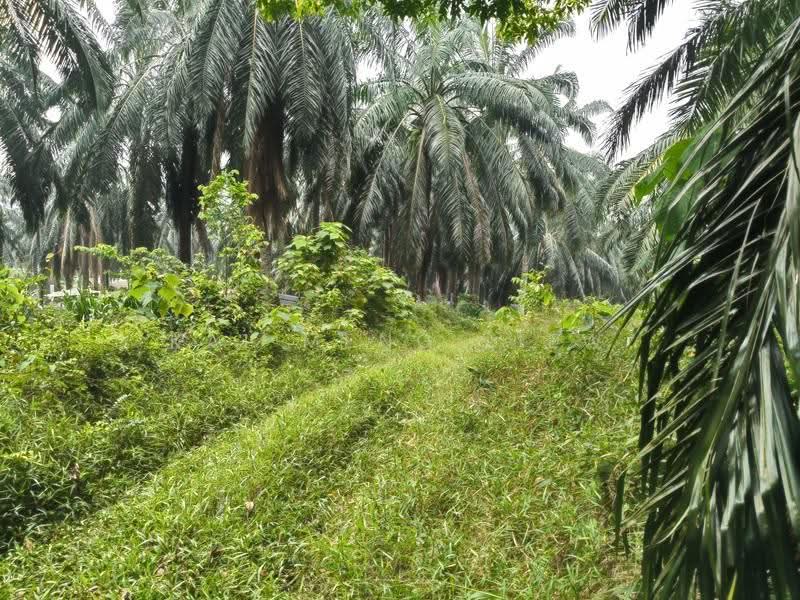 Agricultural Land for Sale in Nibong Tebal (Penang) - Kai Meng Liew - Exterior - PropertyGuru.com.my