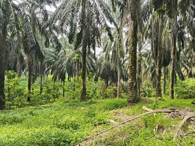 Agricultural Land for Sale in Nibong Tebal (Penang) - Kai Meng Liew - Exterior - PropertyGuru.com.my