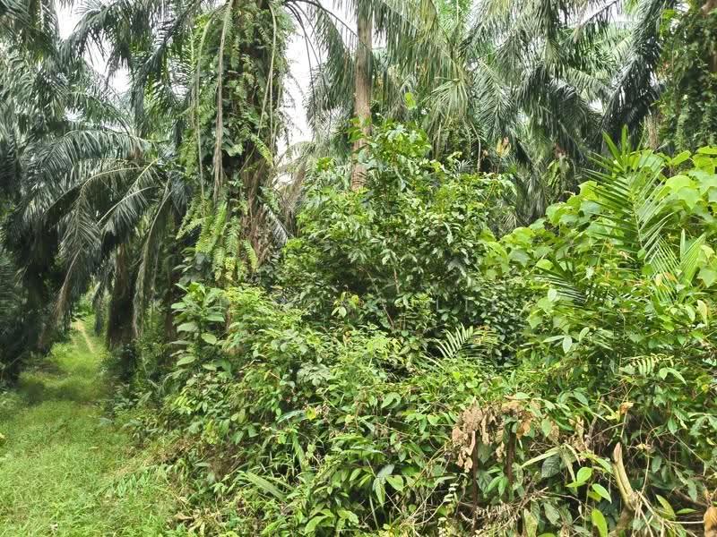 Agricultural Land for Sale in Nibong Tebal (Penang) - Kai Meng Liew - Exterior - PropertyGuru.com.my