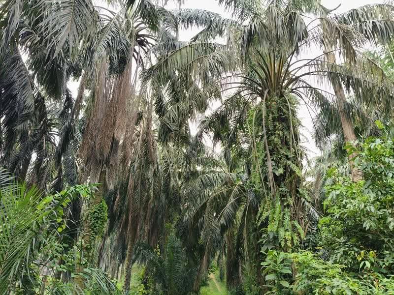 Agricultural Land for Sale in Nibong Tebal (Penang) - Kai Meng Liew - PropertyGuru.com.my
