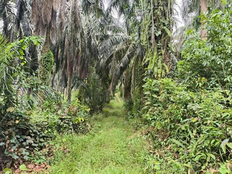 Agricultural Land for Sale in Nibong Tebal (Penang) - Kai Meng Liew - Exterior - PropertyGuru.com.my