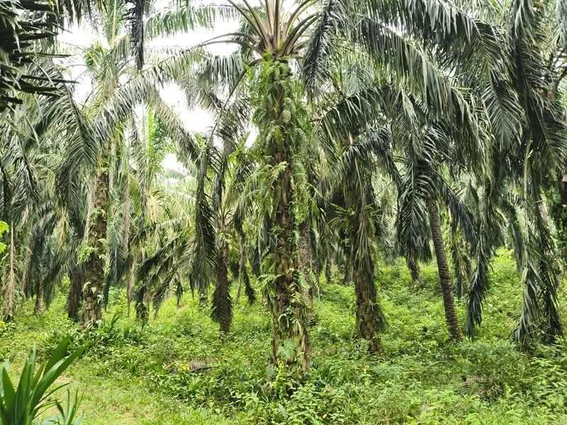 Agricultural Land for Sale in Nibong Tebal (Penang) - Kai Meng Liew - Garden - PropertyGuru.com.my