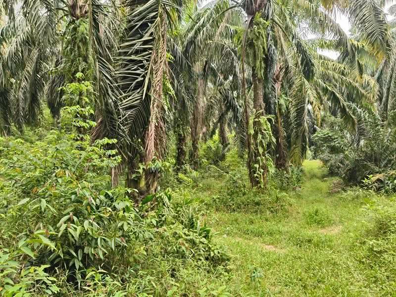 Agricultural Land for Sale in Nibong Tebal (Penang) - Kai Meng Liew - Exterior - PropertyGuru.com.my