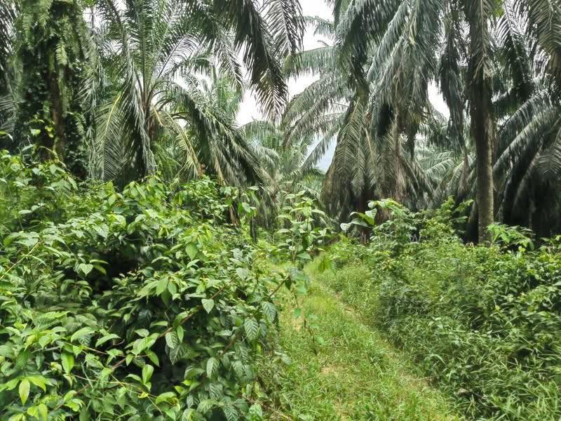 Agricultural Land for Sale in Nibong Tebal (Penang) - Kai Meng Liew - Exterior - PropertyGuru.com.my