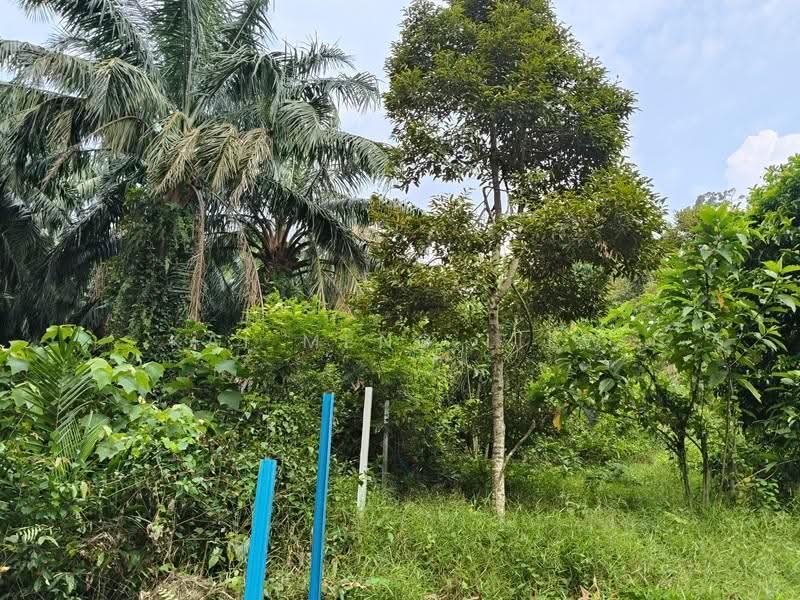 Agricultural Land for Sale in Nibong Tebal (Penang) - Kai Meng Liew - Garden - PropertyGuru.com.my