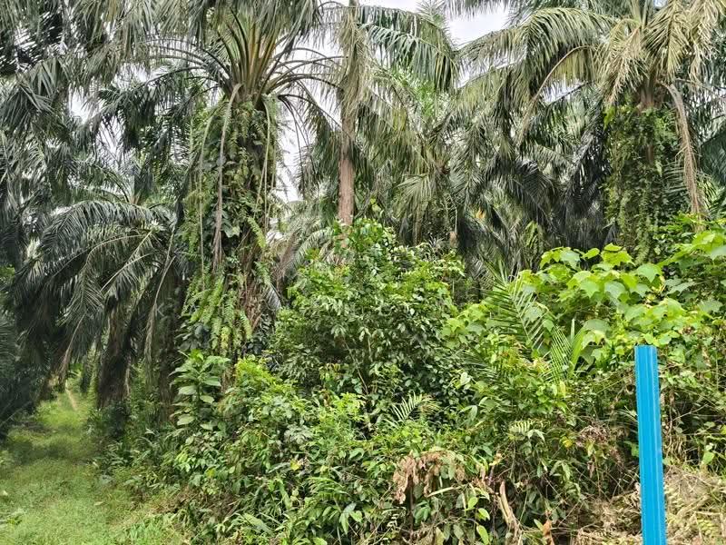 Agricultural Land for Sale in Nibong Tebal (Penang) - Kai Meng Liew - PropertyGuru.com.my