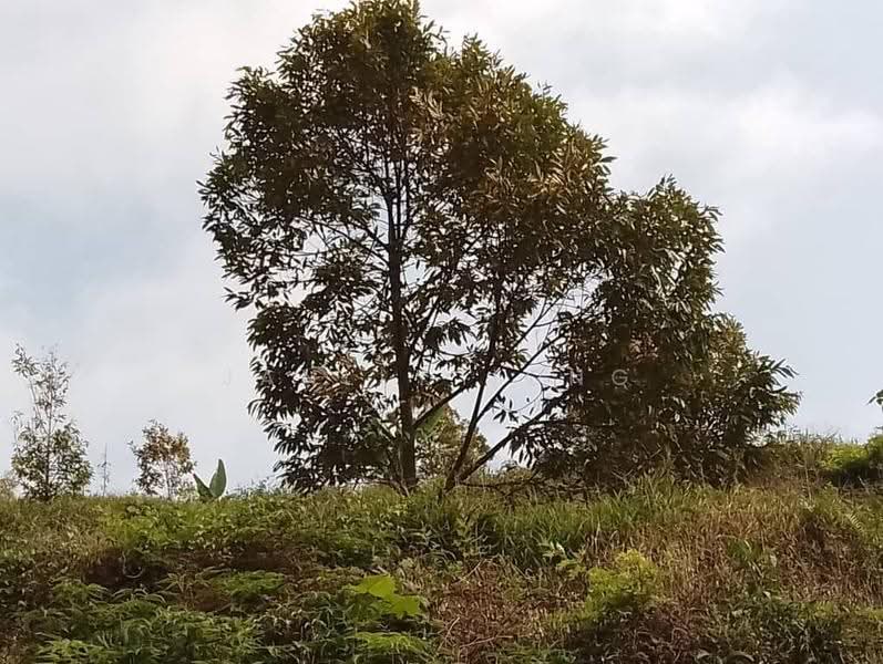 Tanah Pertanian untuk Dijual di Raub (Pahang) - Janlly Jong - Exterior - PropertyGuru.com.my