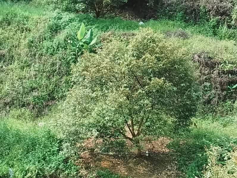 Tanah Pertanian untuk Dijual di Raub (Pahang) - Janlly Jong - Garden - PropertyGuru.com.my