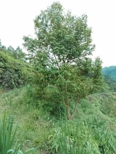 Tanah Pertanian untuk Dijual di Raub (Pahang) - Janlly Jong - Exterior - PropertyGuru.com.my