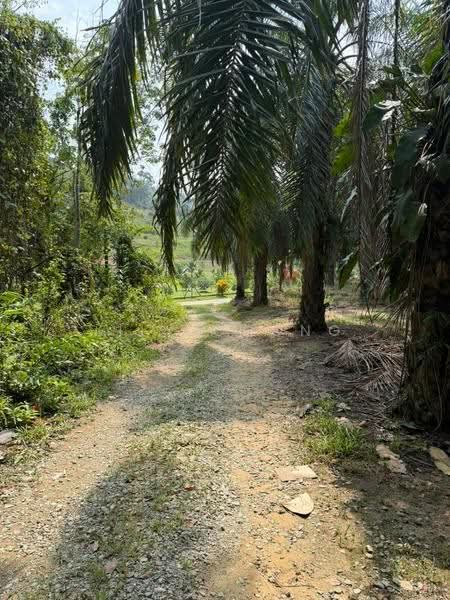 Agricultural Land for Sale in Kuala Kangsar (Perak) - Lily Chong - PropertyGuru.com.my